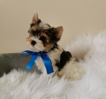 Reliable Yorkie puppies for sale 