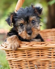 Determined Yorkie puppies for sale 