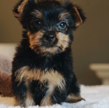 Strong Yorkie puppies for sale 