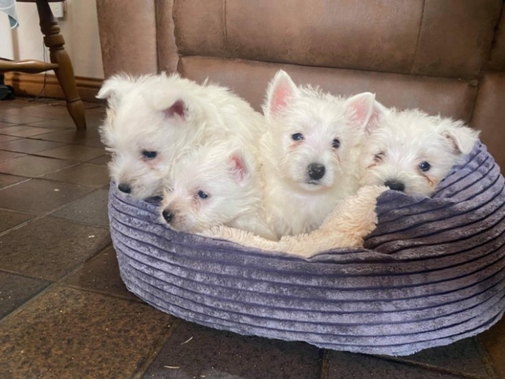 West Highland Terrier .