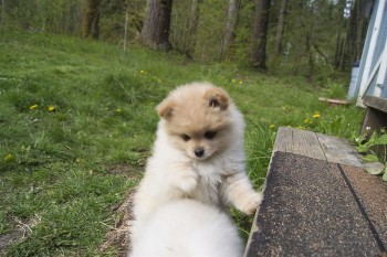 Beauttful Purebred male and female Pomer