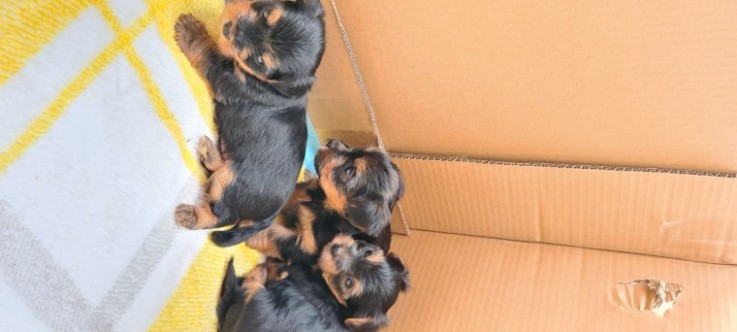 Beautiful Yorkshire Terrier Puppies