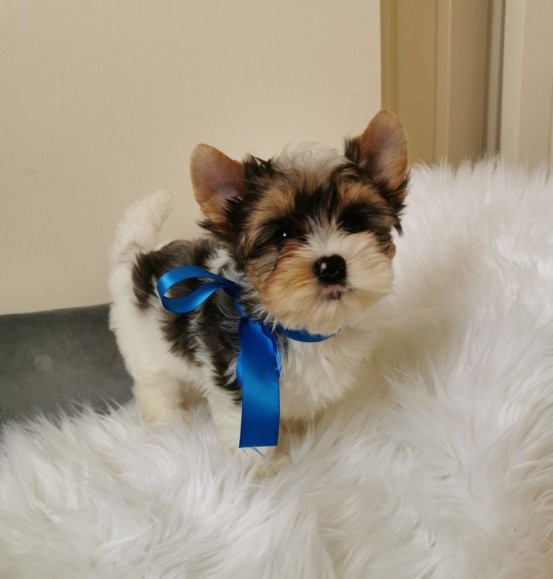 Generous Yorkie puppies for sale 