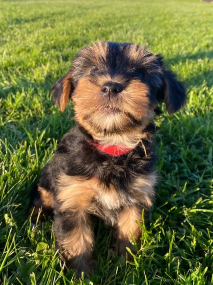 Beautiful Yorkshire Terrier Puppies