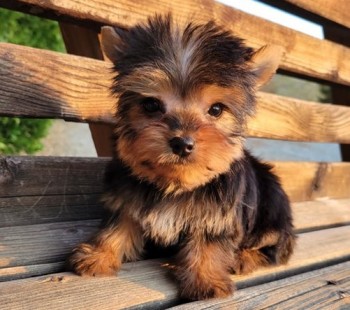 Magnificent Yorkie puppies for sale 