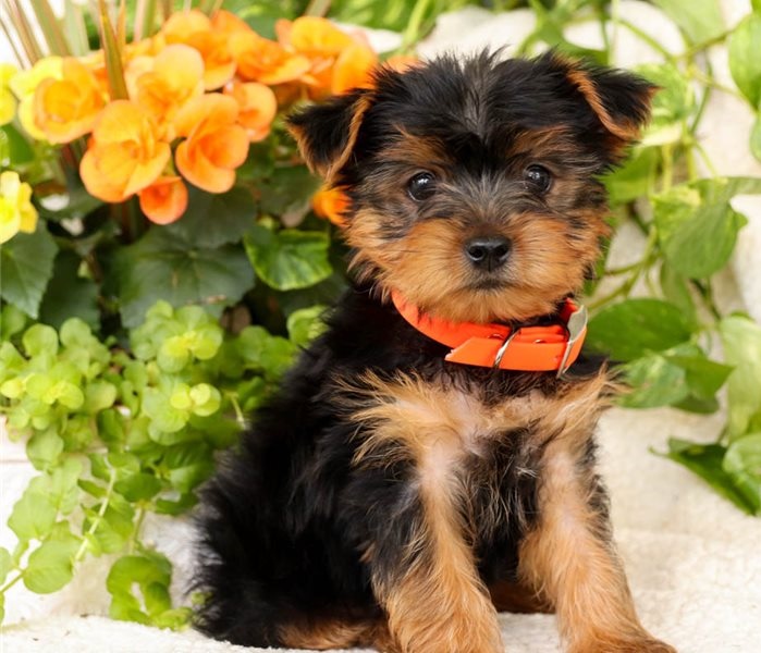 Lively Yorkie puppies for sale 