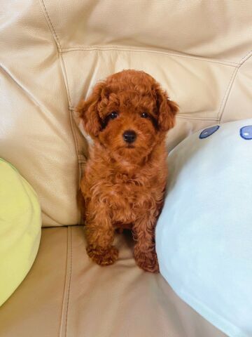 Toy Poodle Puppies.