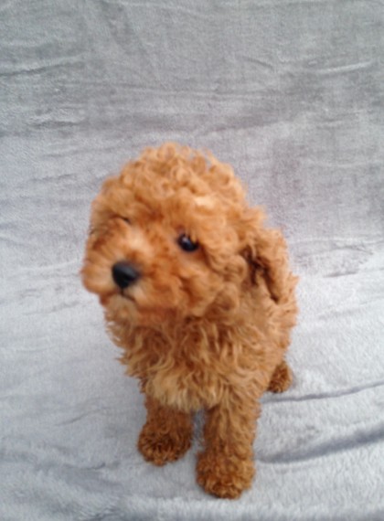 Toy Poodle Puppies.