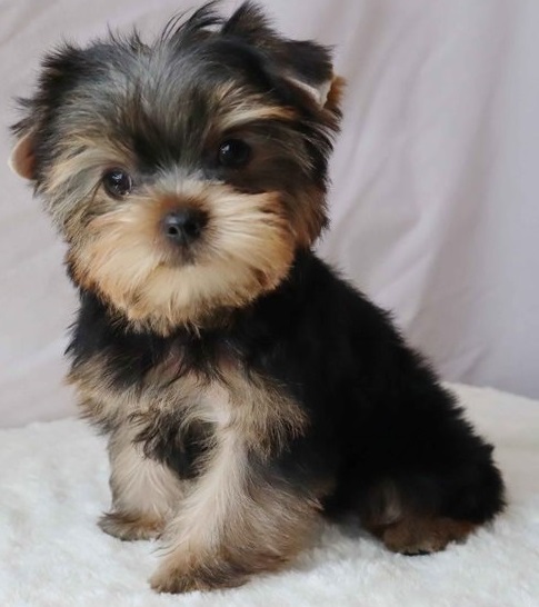 Courteous Yorkie puppies for sale 