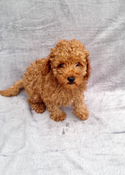 Toy Poodle Puppies.