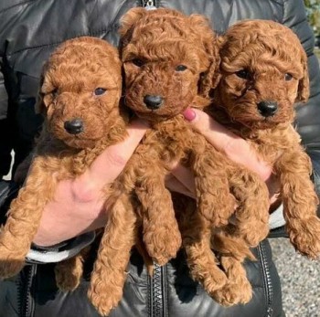 Toy Poodle Puppies.