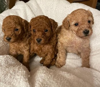 Toy Poodle Puppies.