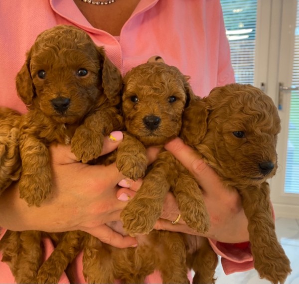 Toy Poodle Puppies.