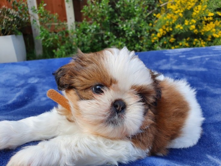 Shihtzu Puppies