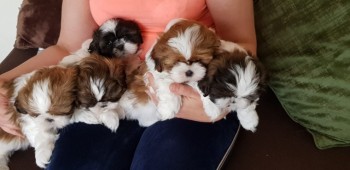 Shihtzu Puppies