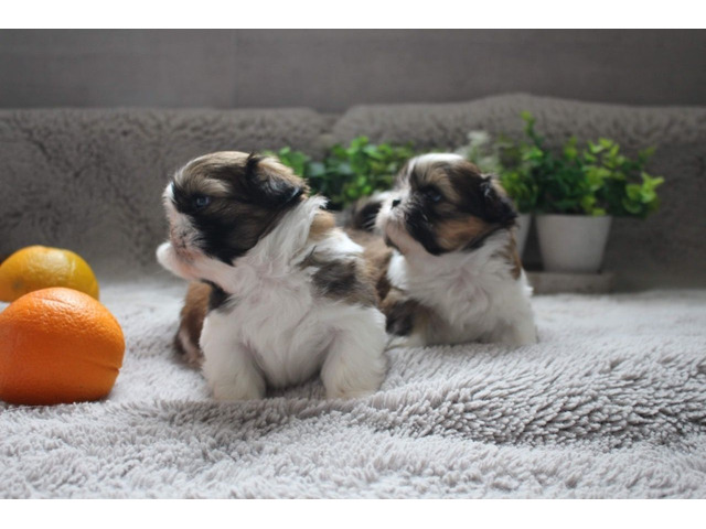 Shihtzu Puppies