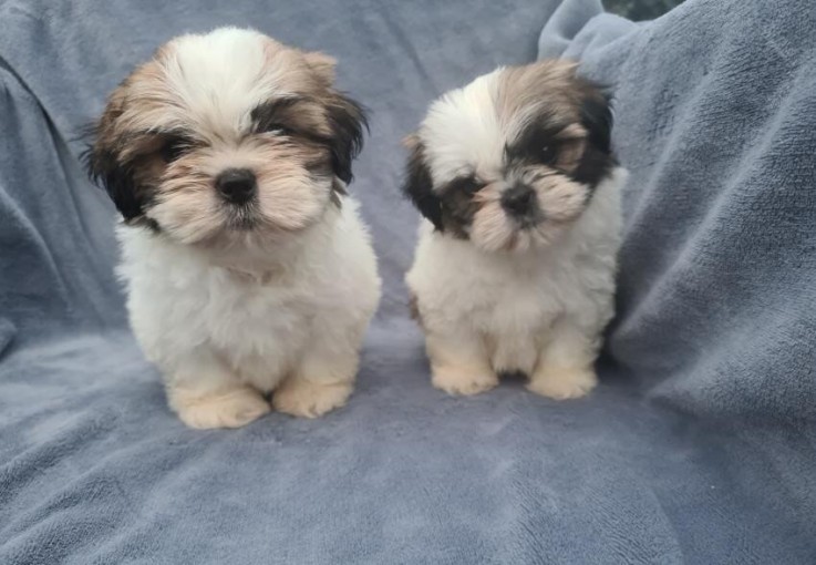 Shihtzu Puppies