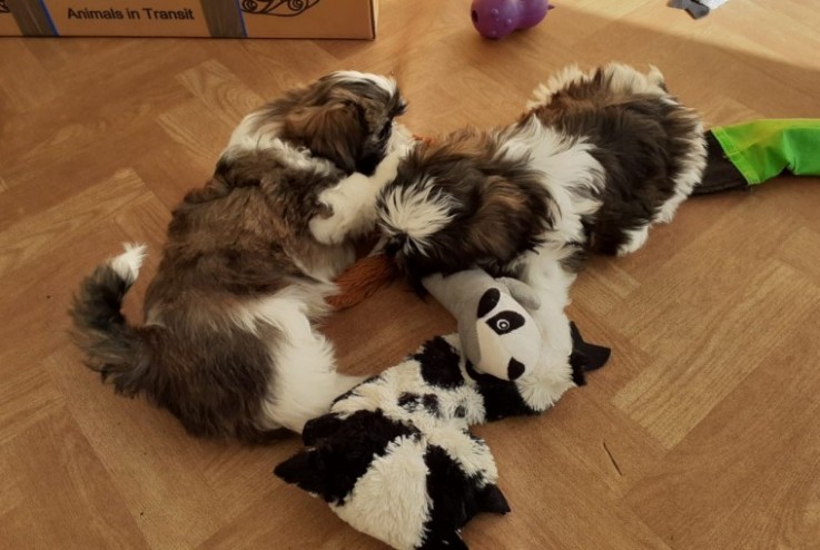 Shihtzu Puppies