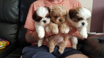 Shihtzu Puppies