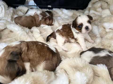 Shihtzu Puppies