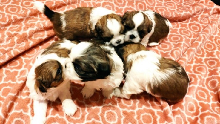 Shihtzu Puppies