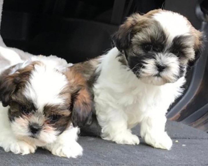 Shihtzu Puppies