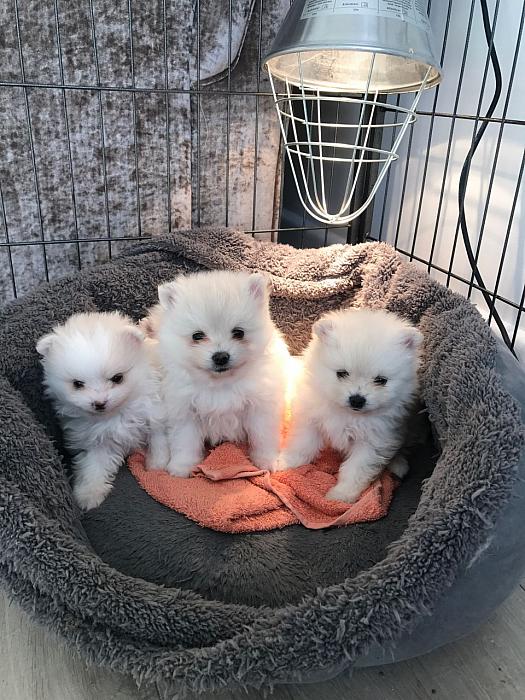  Pomeranian puppies 