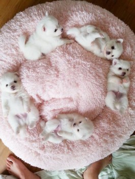  Pomeranian puppies 