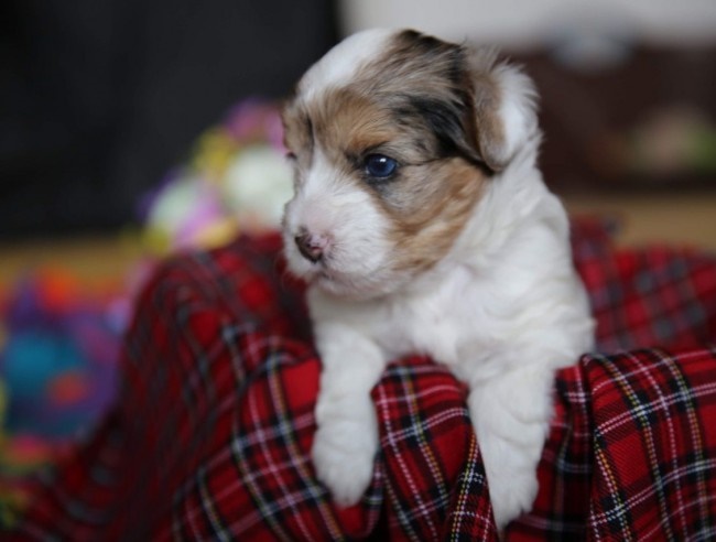 Yorkie puppies for sale 