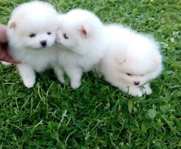  Pomeranian puppies 