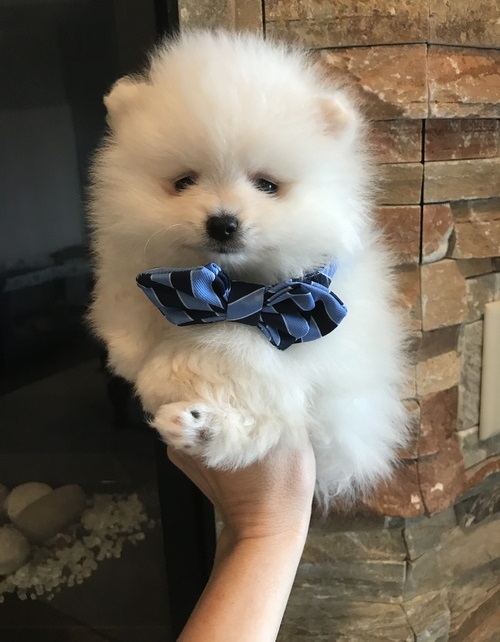  Pomeranian puppies 