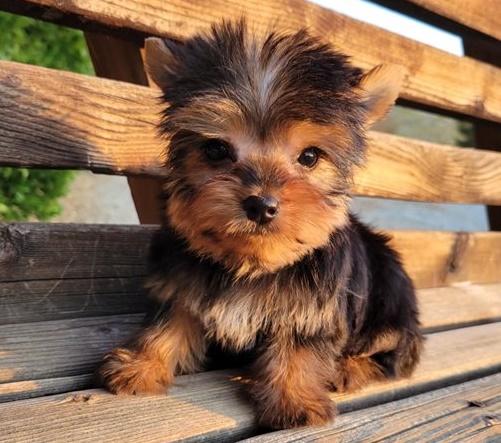 Yorkie puppies for sale