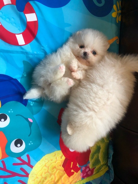  Pomeranian puppies 