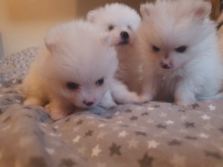  Pomeranian puppies 