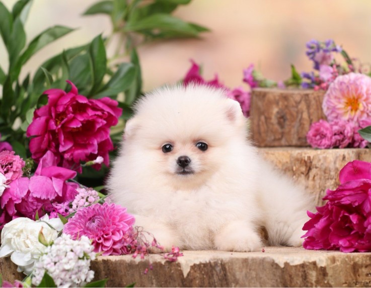  Pomeranian puppies 