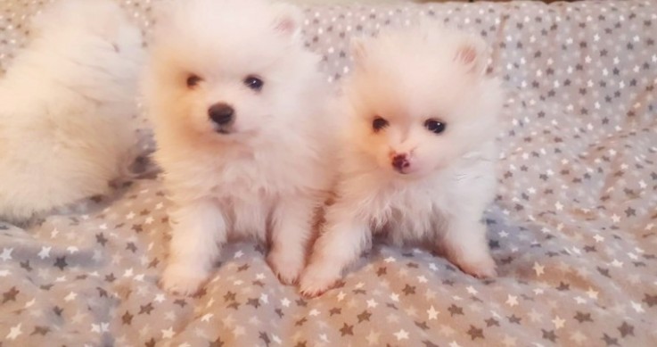  Pomeranian puppies 