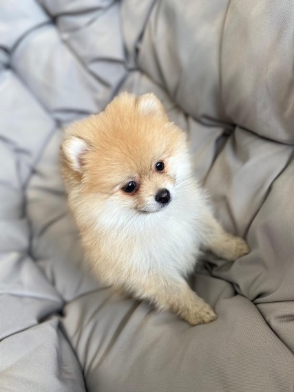  Pomeranian puppies 