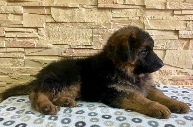 German Shepherd puppies For Sale