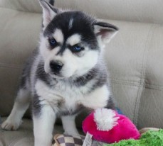 Blue Eyes Siberian Husky Puppies