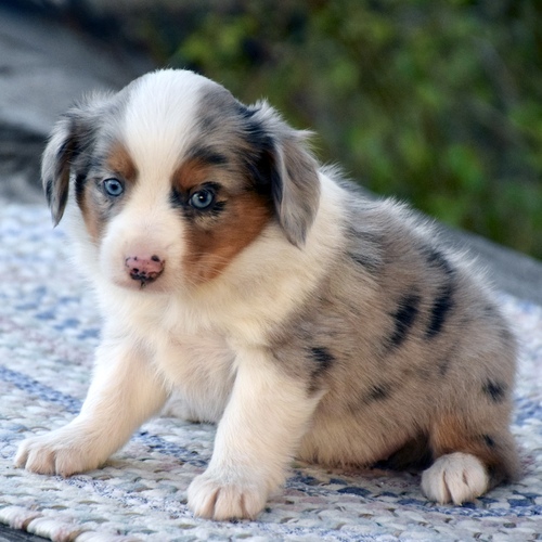 Charming Australian Shepherd puppies