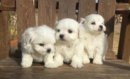 Adorable Maltese Puppies For Sale