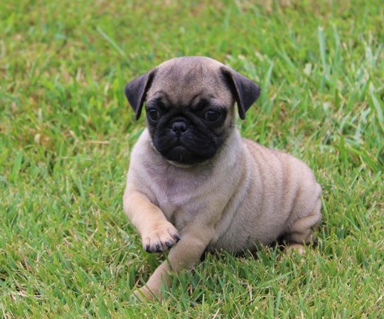 Fawn Pugs Puppies For Sale