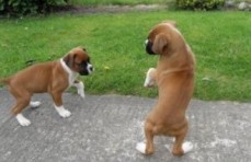 Two Friendly Boxer Puppies Available