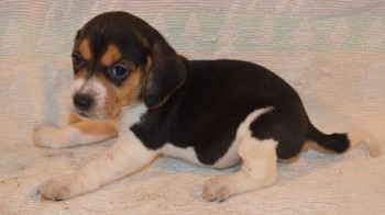 Tri Coloured Beagles Puppies For Sale