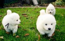 Gorgeous Samoyed Puppies for Sale