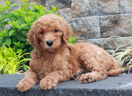 Goldendoodle puppies Available