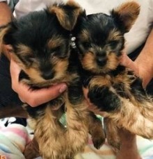 Teacup Yorkie Puppies For Sale