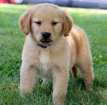 Male & Female Golden Retriever Puppies