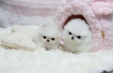 t-cup pomeranian puppies for sale