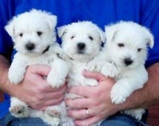 West Highland Terrier Puppies.